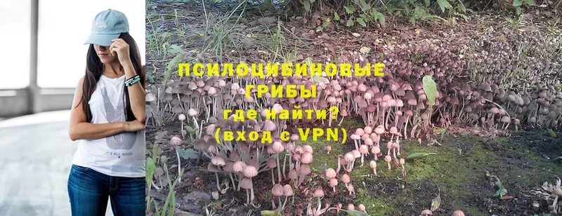 кракен ТОР  Гатчина  Галлюциногенные грибы Psilocybe 